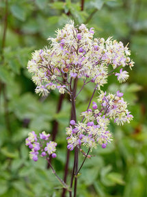 Thalictrum Elin (Pigamons)