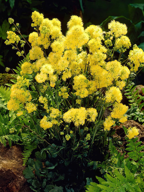 Thalictrum Flavum (Pigamons) - Expédié sous forme de racines nues au printemps