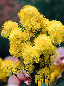 Thalictrum Flavum (Pigamons)