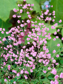 Thalictrum Hewitt's Double (Pigamons)