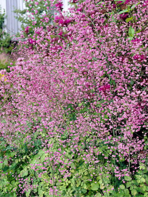 Thalictrum Hewitt's Double (Pigamons) - Expédié sous forme de racines nues au printemps
