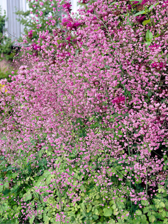 Thalictrum Hewitt's Double (Pigamons) - Expédié sous forme de racines nues au printemps