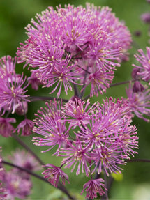 Thalictrum My Little Favourite (Pigamons)