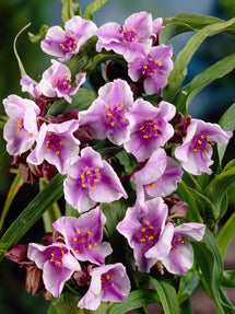 Spiderwort Bilberry Ice (Tradescantia)