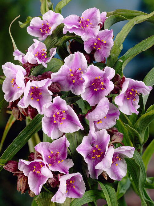 Acheter Spiderwort Bilberry Ice (Tradescantia)