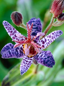 Lis Crapaud (Tricyrtis) Blue Wonder