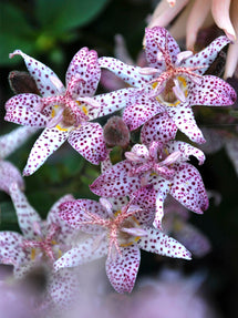 Lis Crapaud (Tricyrtis) Formosana