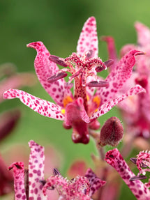 Lis Crapaud (Tricyrtis) Macropoda