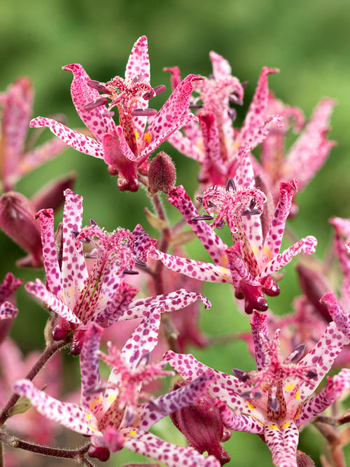 Tricyrtis Macropoda - Expédié sous forme de racines nues au printemps Lis Crapaud (Tricyrtis)