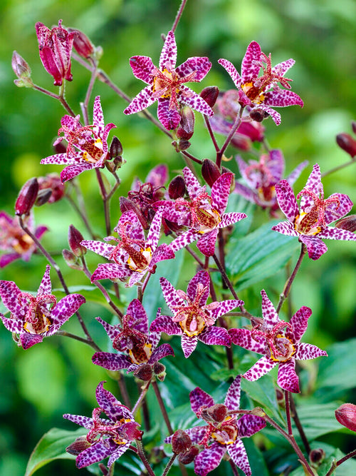 Acheter des Tricyrtis Macropoda à racines nues - Lis Crapaud (Tricyrtis)