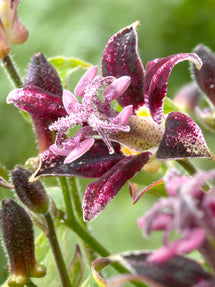 Lis Crapaud (Tricyrtis) Raspberry Mouse