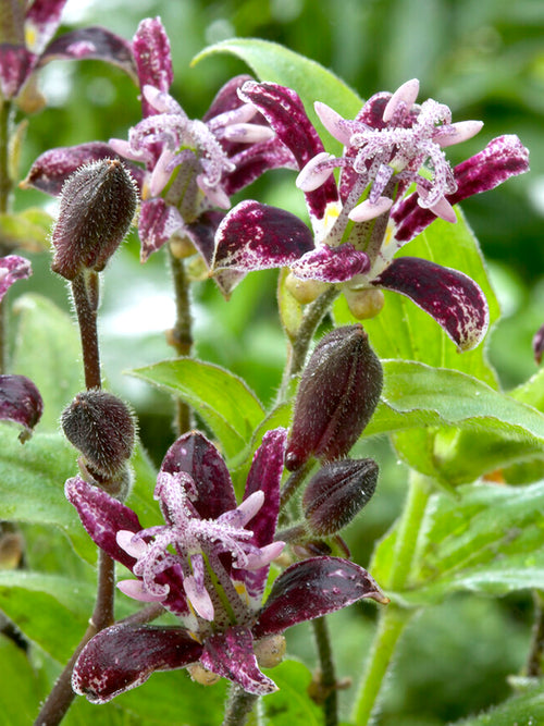 Tricyrtis Raspberry Mouse - Expédié sous forme de racines nues au printemps
