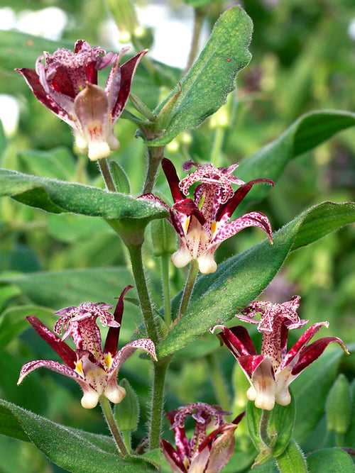 Tricyrtis Raspberry Mouse - Achat Racines nues 