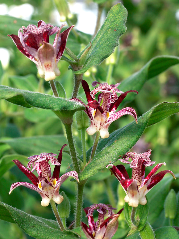 Tricyrtis Raspberry Mouse - Achat Racines nues 