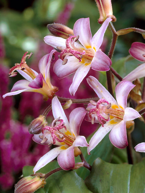 Lis Crapaud (Tricyrtis) Taiwan Adbane