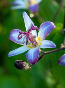 Lis Crapaud (Tricyrtis) Taiwan Adbane