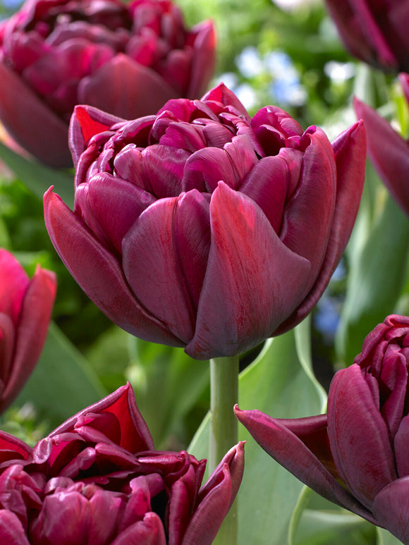 Tulipe Alison Bradley double prune