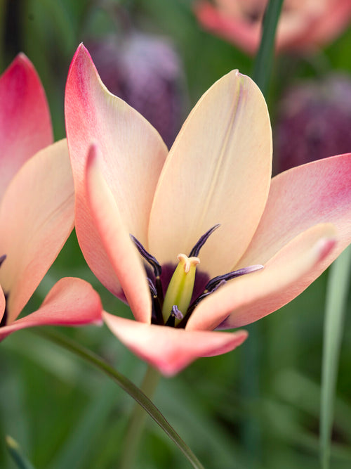 Tulipe Annika en floraison printanière