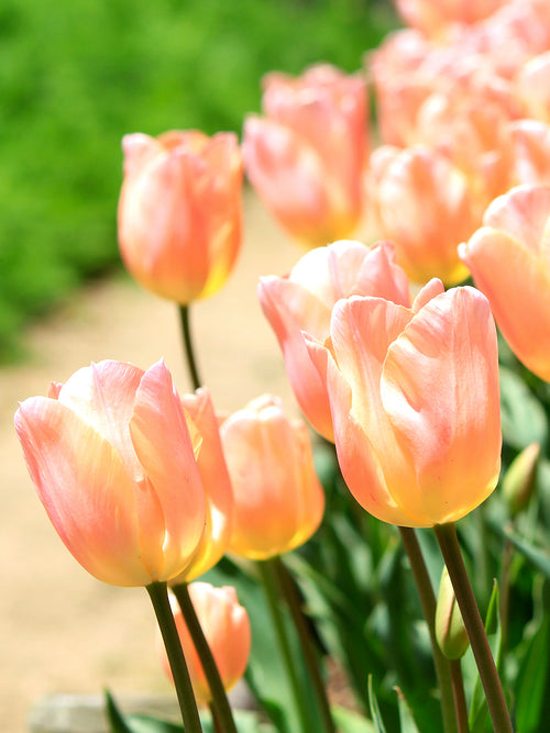 Tulipe Apricot Giant®