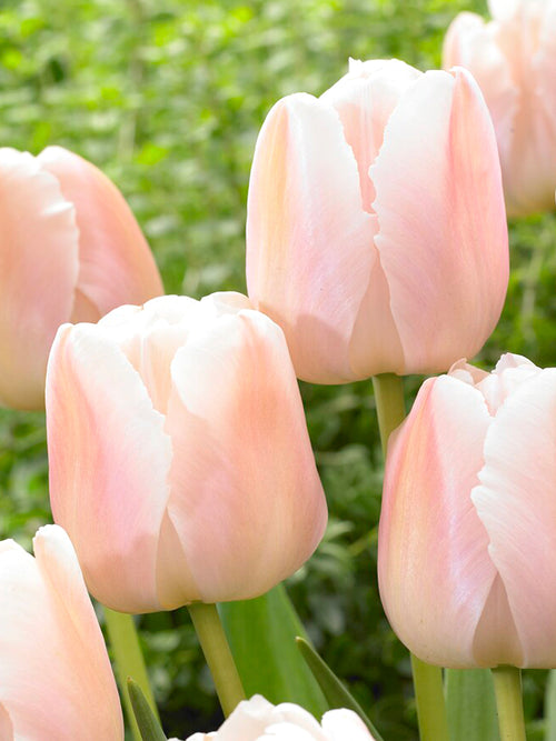 Acheter Tulipe Apricot Pride