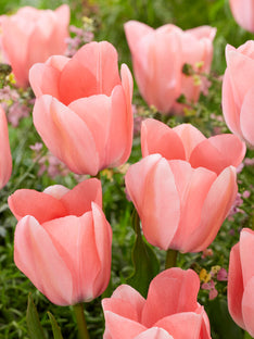 Tulipe Bella Blush