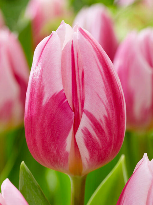 Tulipe Bojangles