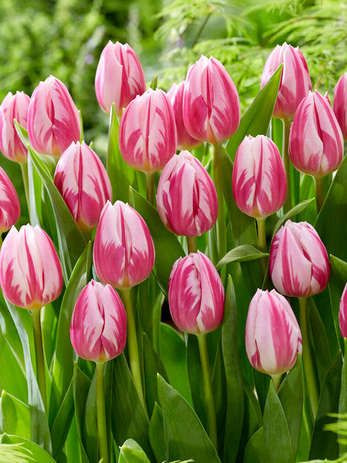 Tulipe Bojangles - DutchGrown