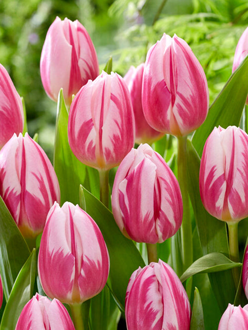 Tulipe Bojangles