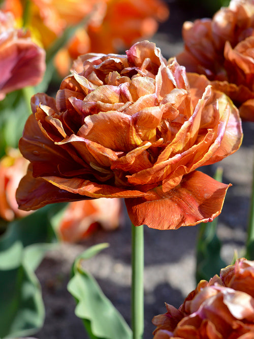 Tulipe Caramel aux tons abricot et miel