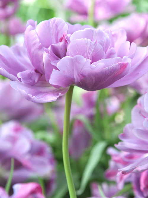 Tulipe Dancing Passion