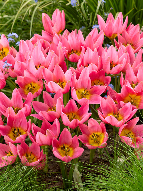 Tulipe ‘Daniella’ en floraison
