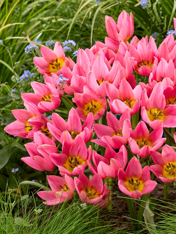 Tulipe botanique rose mauve