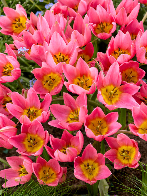 Tulipes basses en rocaille