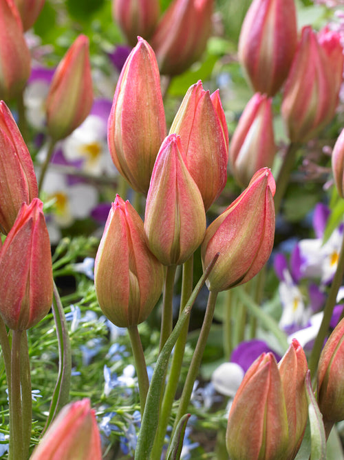 Tulipe Danique en floraison printanière