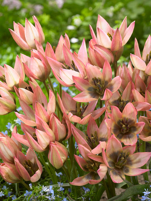 Détail du cœur contrasté de Tulipe Danique