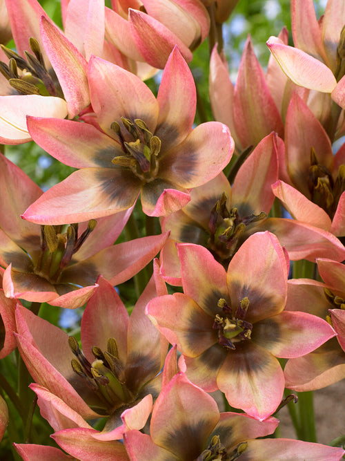 Tulipe Danique miniature rose argenté