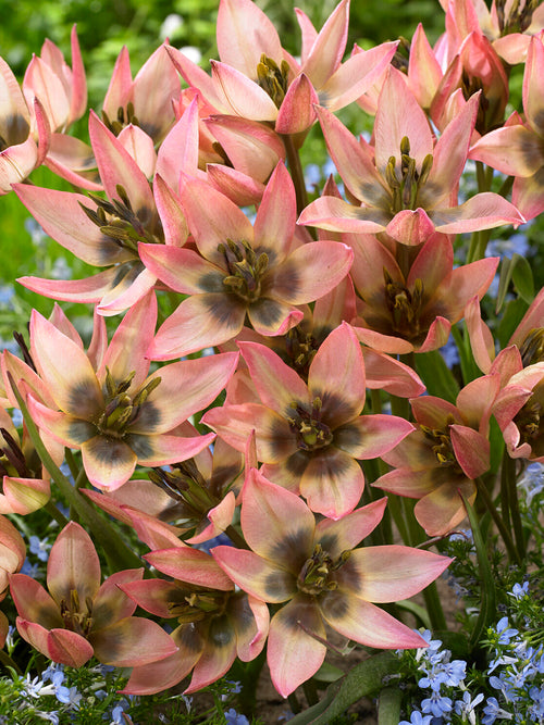 Fleur étoilée de tulipe Danique