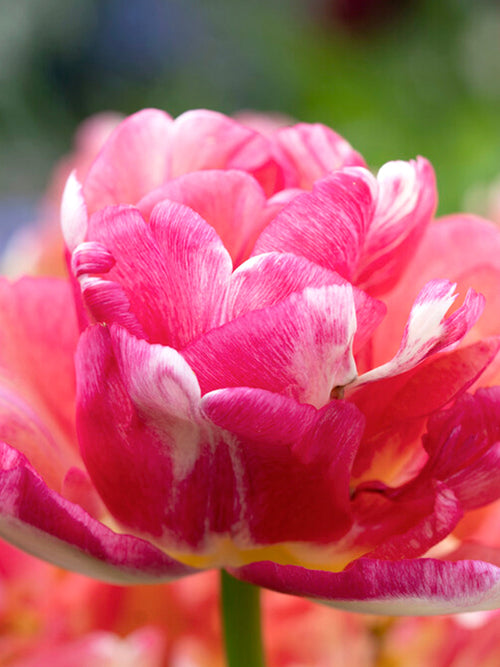 Acheter Tulipe Double Blizz