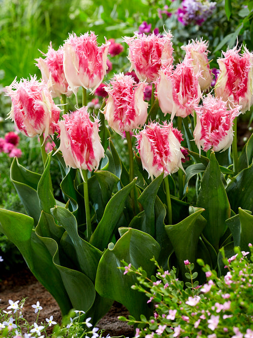 Tulipe rose striée de blanc au bord frangé