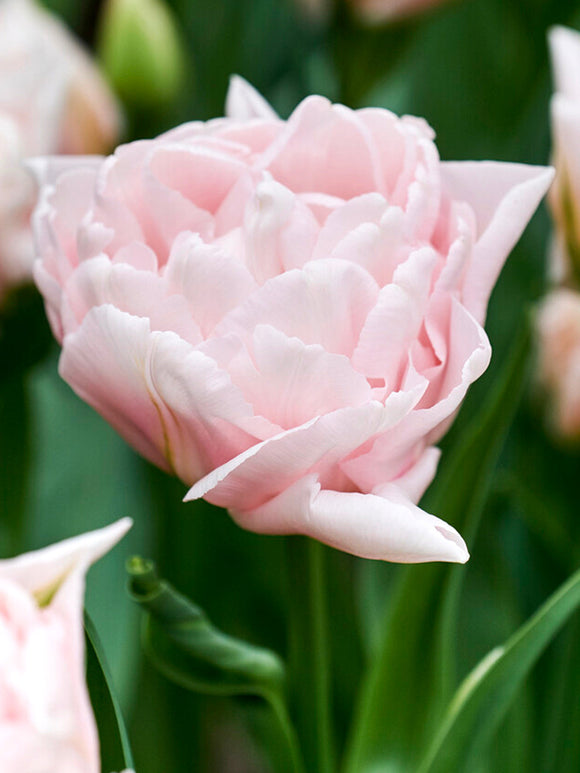 Pivoine rose Tulipe Dreamer