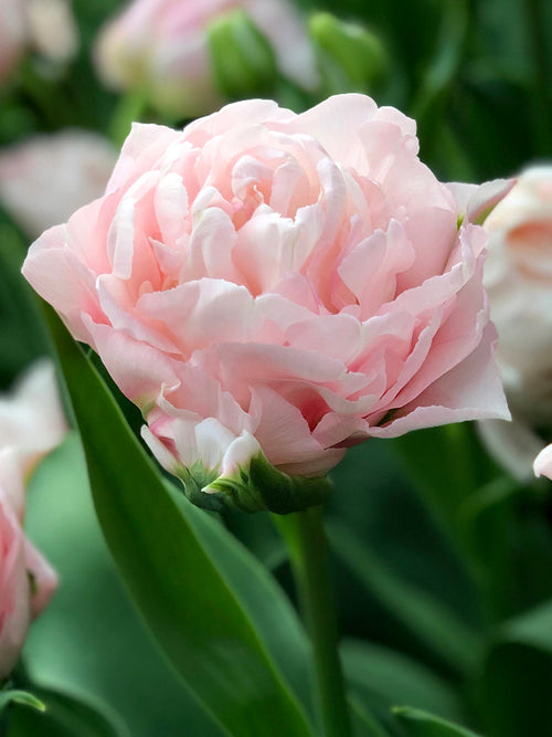 Pivoine rose Tulipe Dreamer