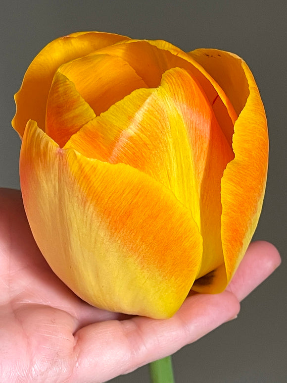Acheter Tulipe Goldfinch - DutchGrown