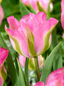 Tulipe Greenland