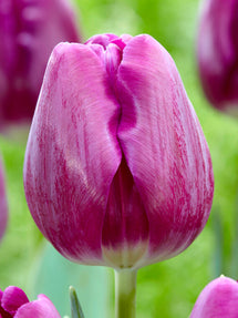 Tulipe Imperial Garden