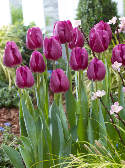 Tulipe Imperial Garden
