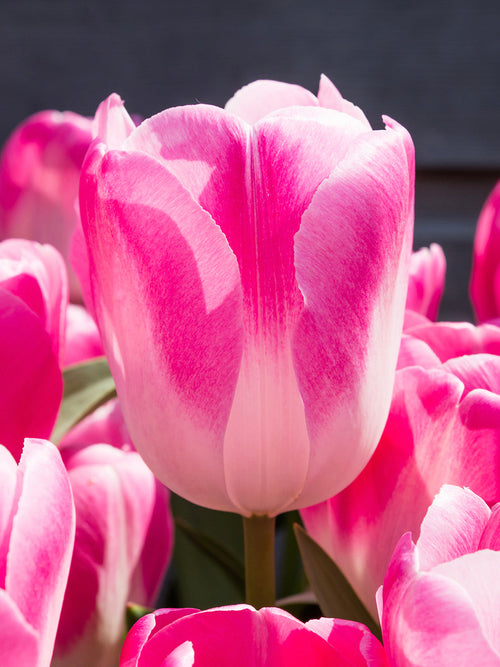 Bulbes de Tulipe Bulbes blanc et rose - Tulipe Innuendo