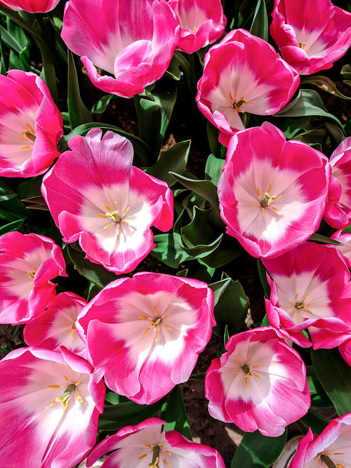 Bulbes de Tulipe Bulbes blanc et rose - Tulipe Innuendo