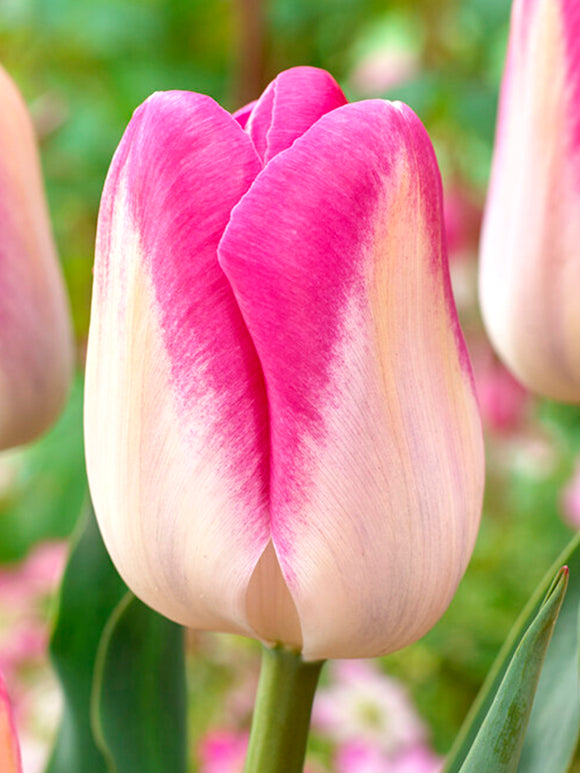 Bulbes de Tulipe Bulbes blanc et rose - Tulipe Innuendo