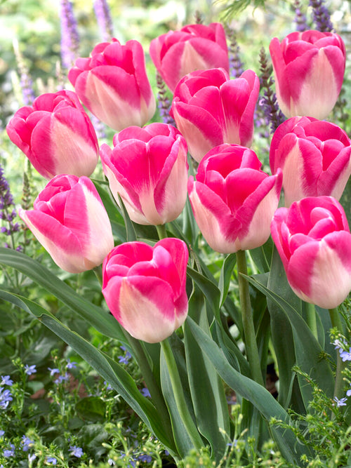 Bulbes de Tulipe Bulbes blanc et rose - Tulipe Innuendo