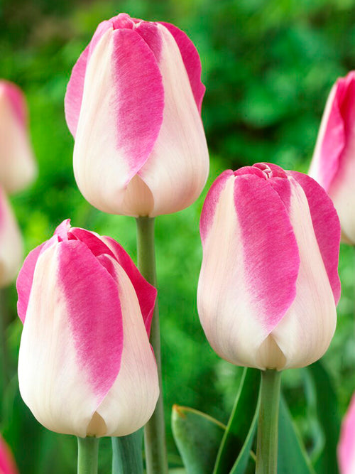 Acheter Tulipe Innuendo - Livraison en France